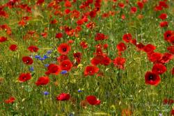 Papaver rhoeas L. 2.Image