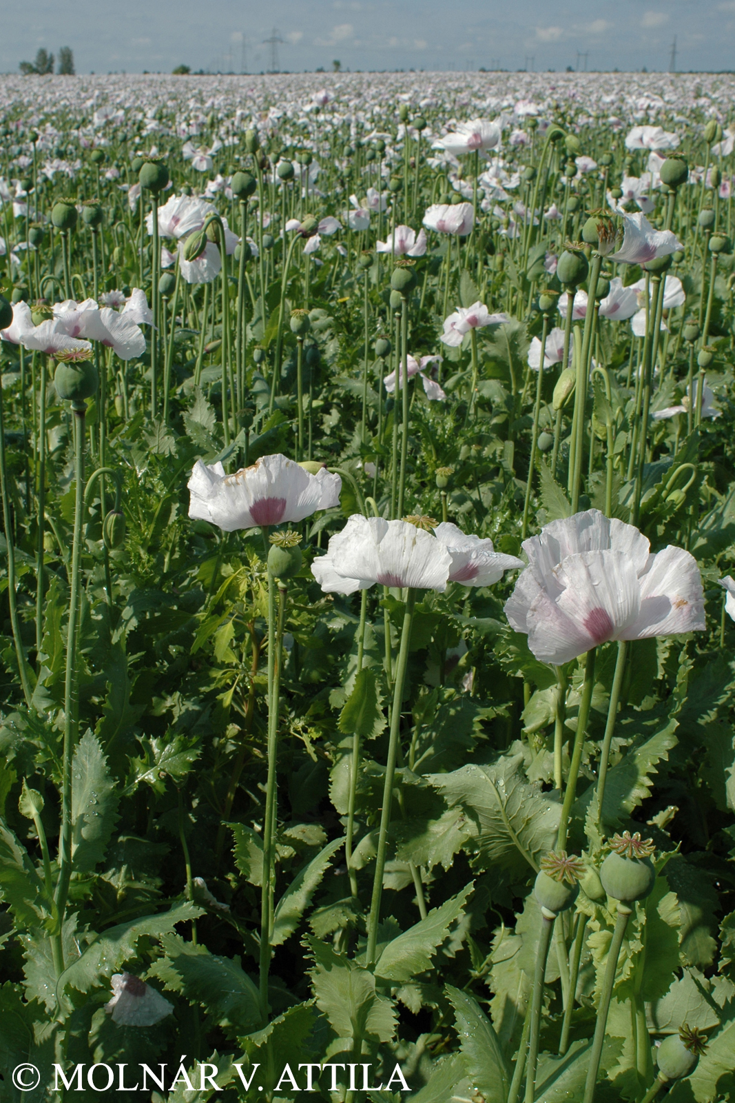 Papaver somniferum L.