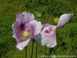 Papaver somniferum L. 2.Kép