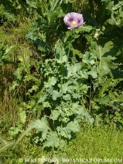Papaver somniferum L. 3.Kép