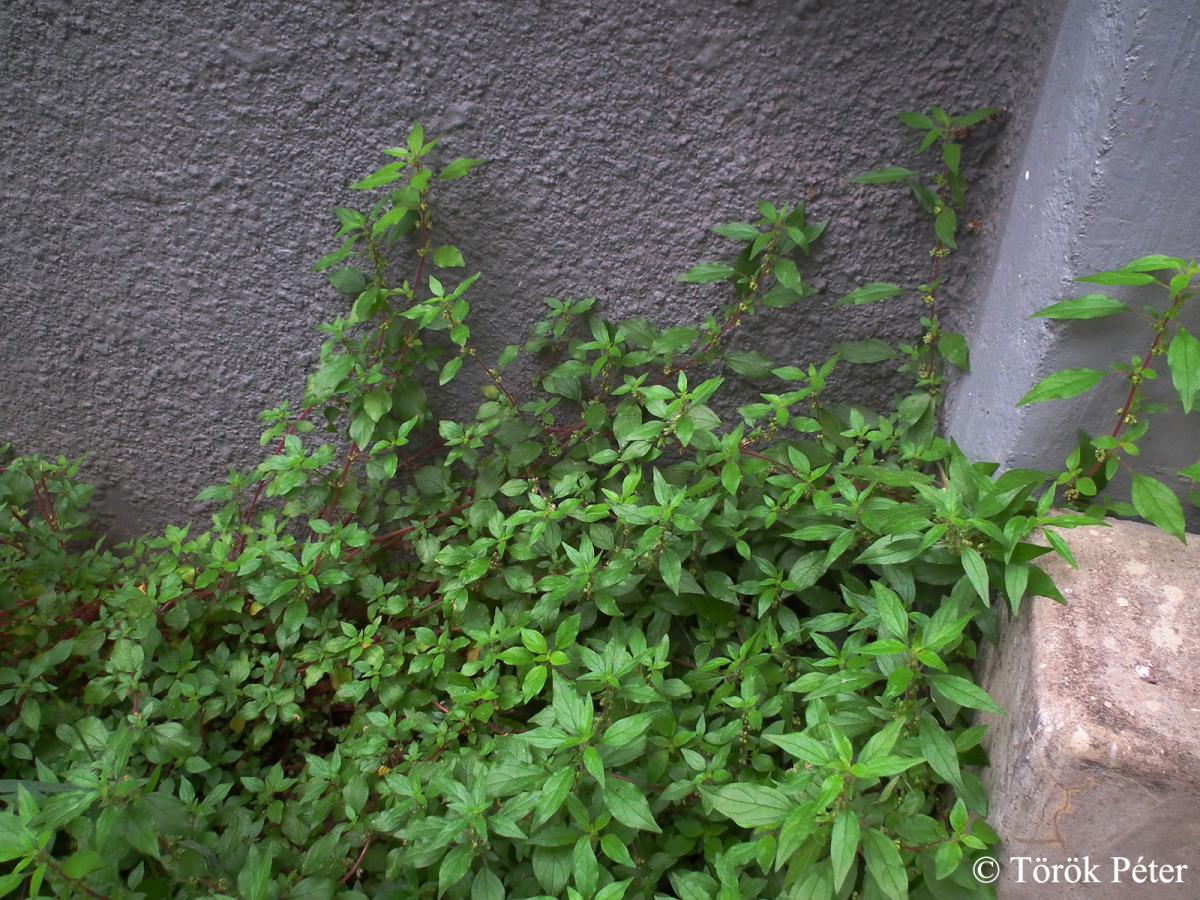 Parietaria diffusa Mert. et W.D.J. Koch