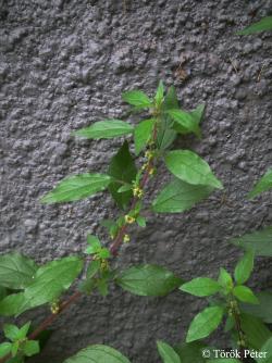 Parietaria diffusa Mert. et W.D.J. Koch 2.Image