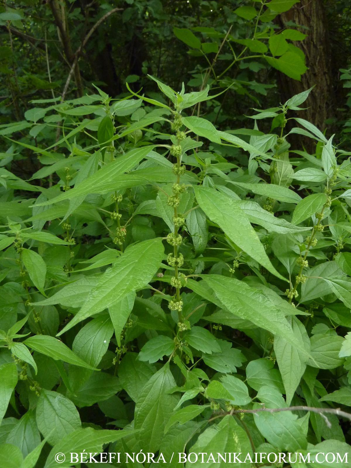 Parietaria officinalis L.