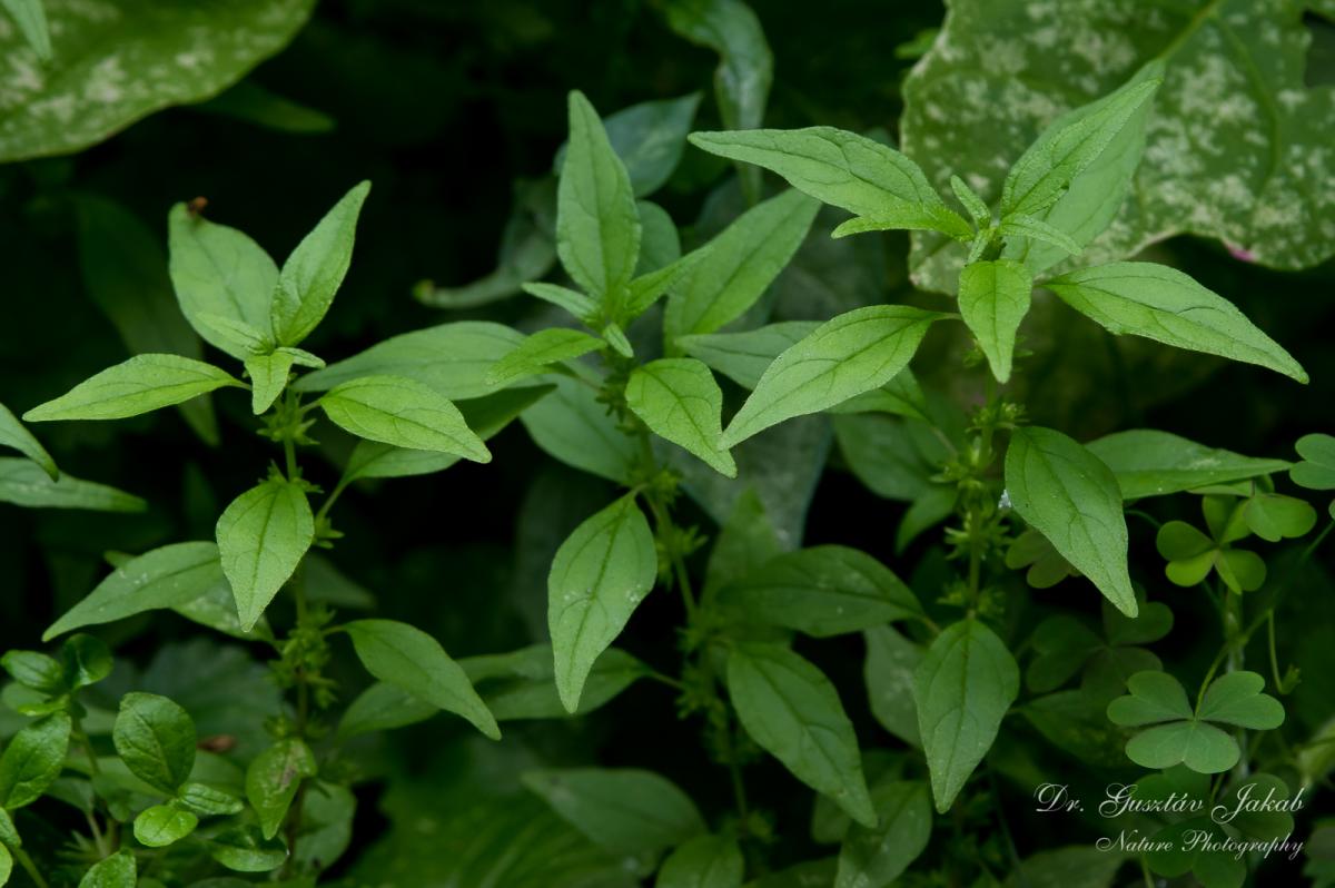 Parietaria pensylvanica Muhl. ex Willd.