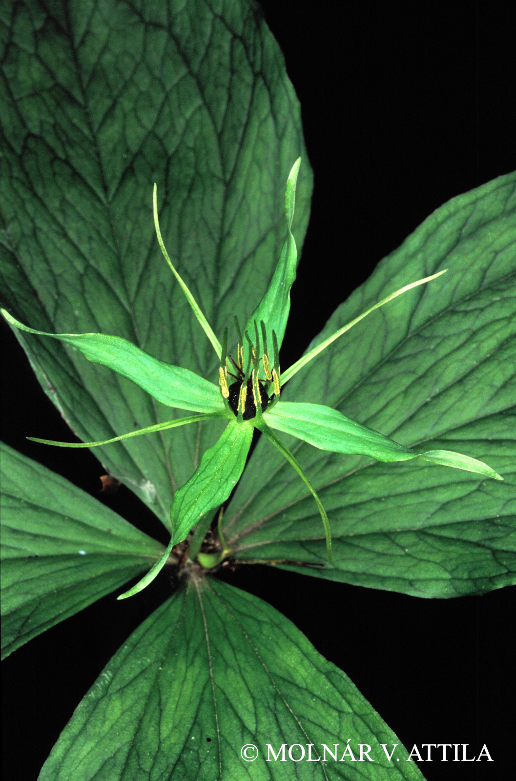 Paris quadrifolia L.