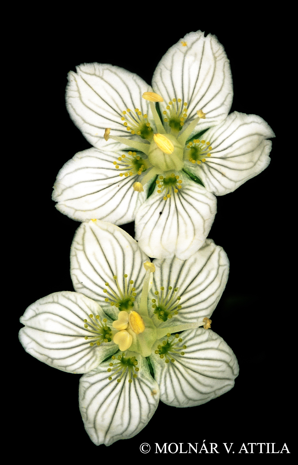Parnassia palustris L.