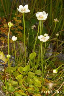 Parnassia palustris L. 2.Image