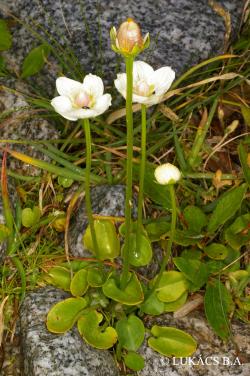 Parnassia palustris L. 3.Image