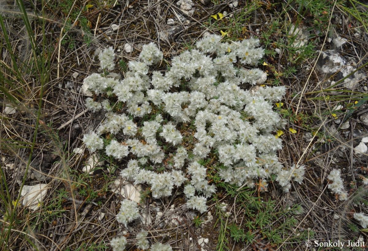 Paronychia cephalotes (M. Bieb.) Besser