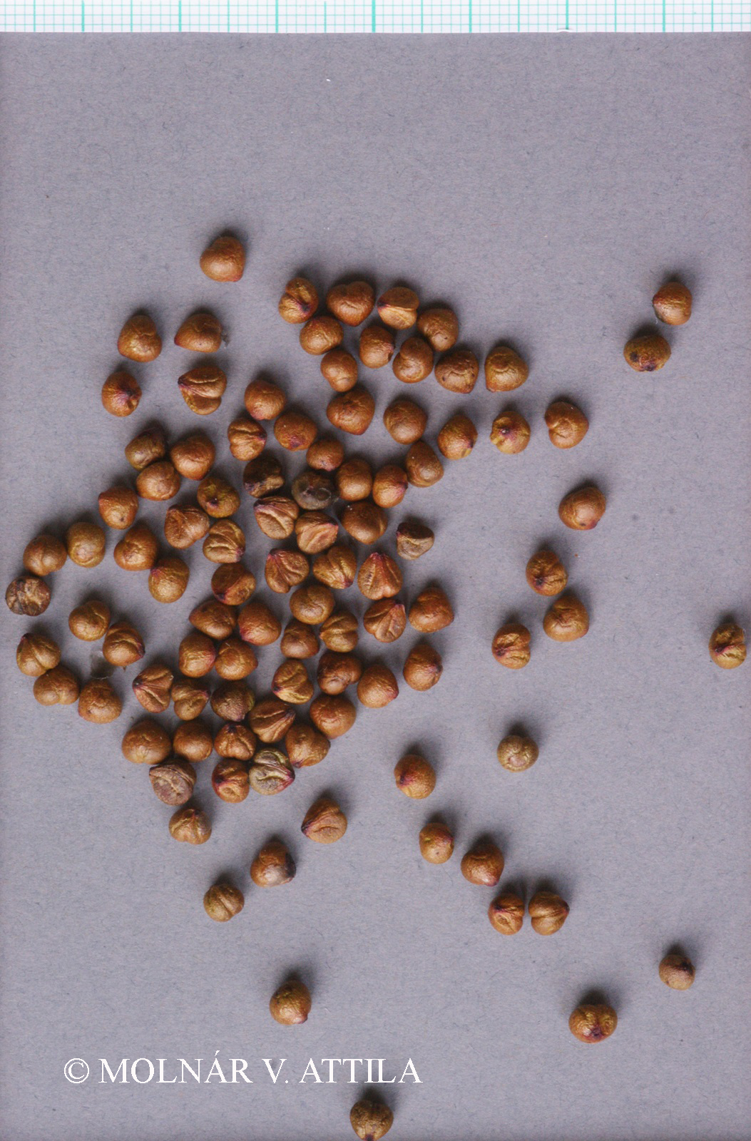 Parthenocissus inserta (A. Kern.) Fritsch