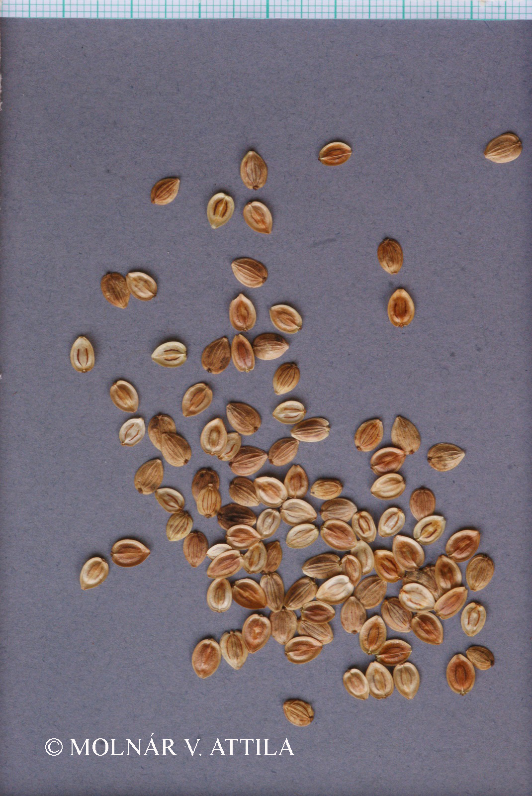 Pastinaca sativa L.