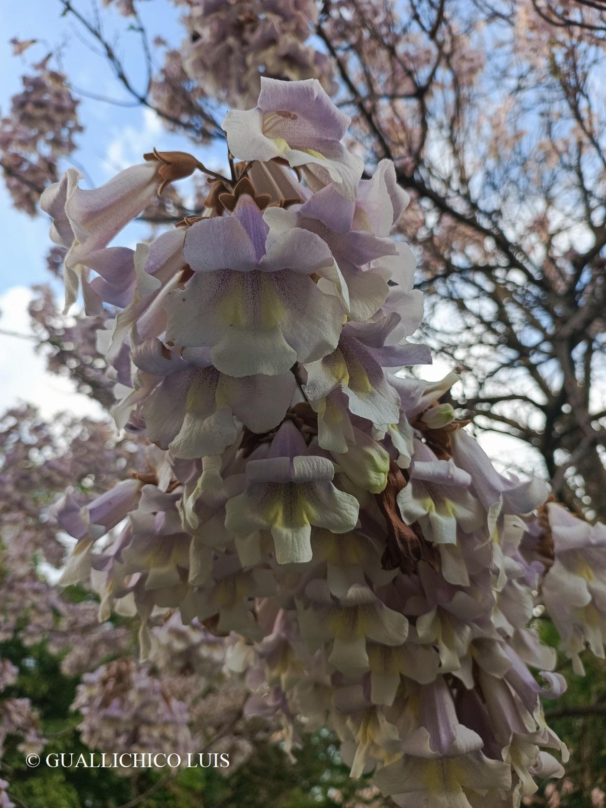 Paulownia tomentosa (Thunb.) Steud.