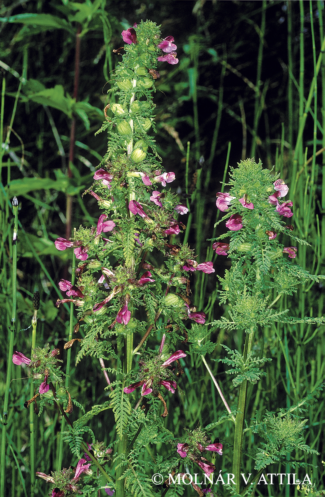 Pedicularis palustris L.