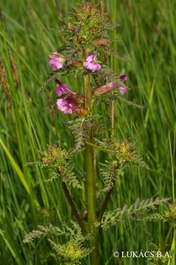 Pedicularis palustris L. 2.Image