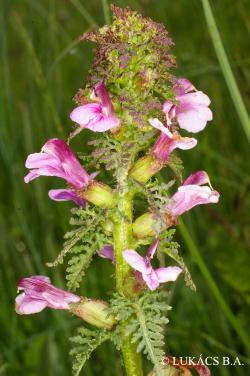 Pedicularis palustris L. 3.Image