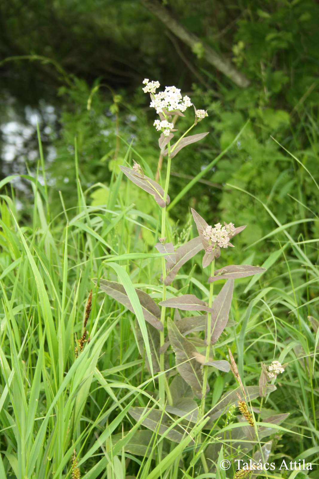 Peltaria alliacea Jacq.