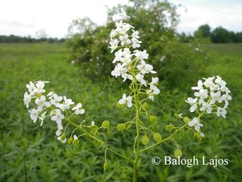 Peltaria alliacea Jacq. 2.Image