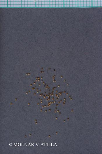 Peplis portula L. 2.Image