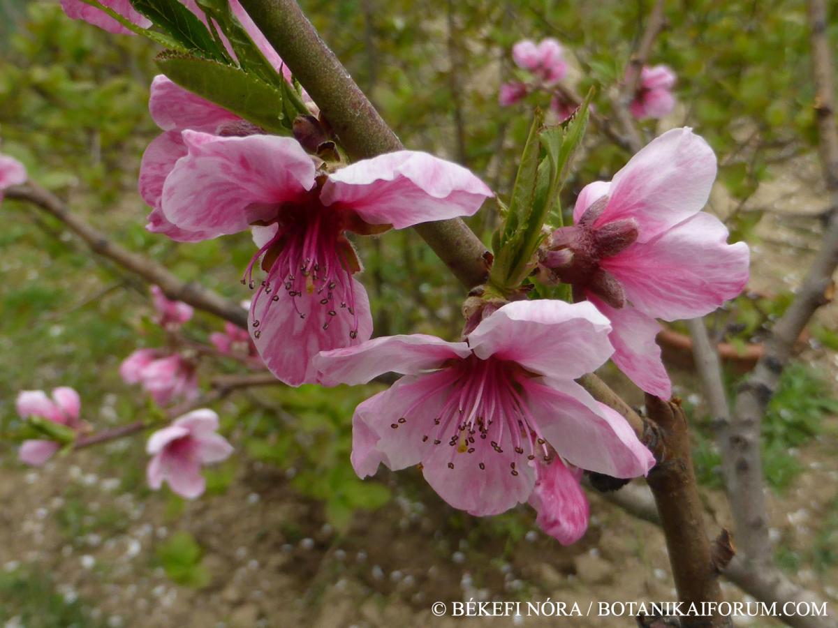 Persica vulgaris Mill.