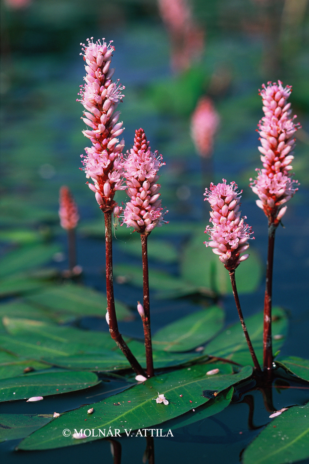 Persicaria amphibia (L.) Delarbre