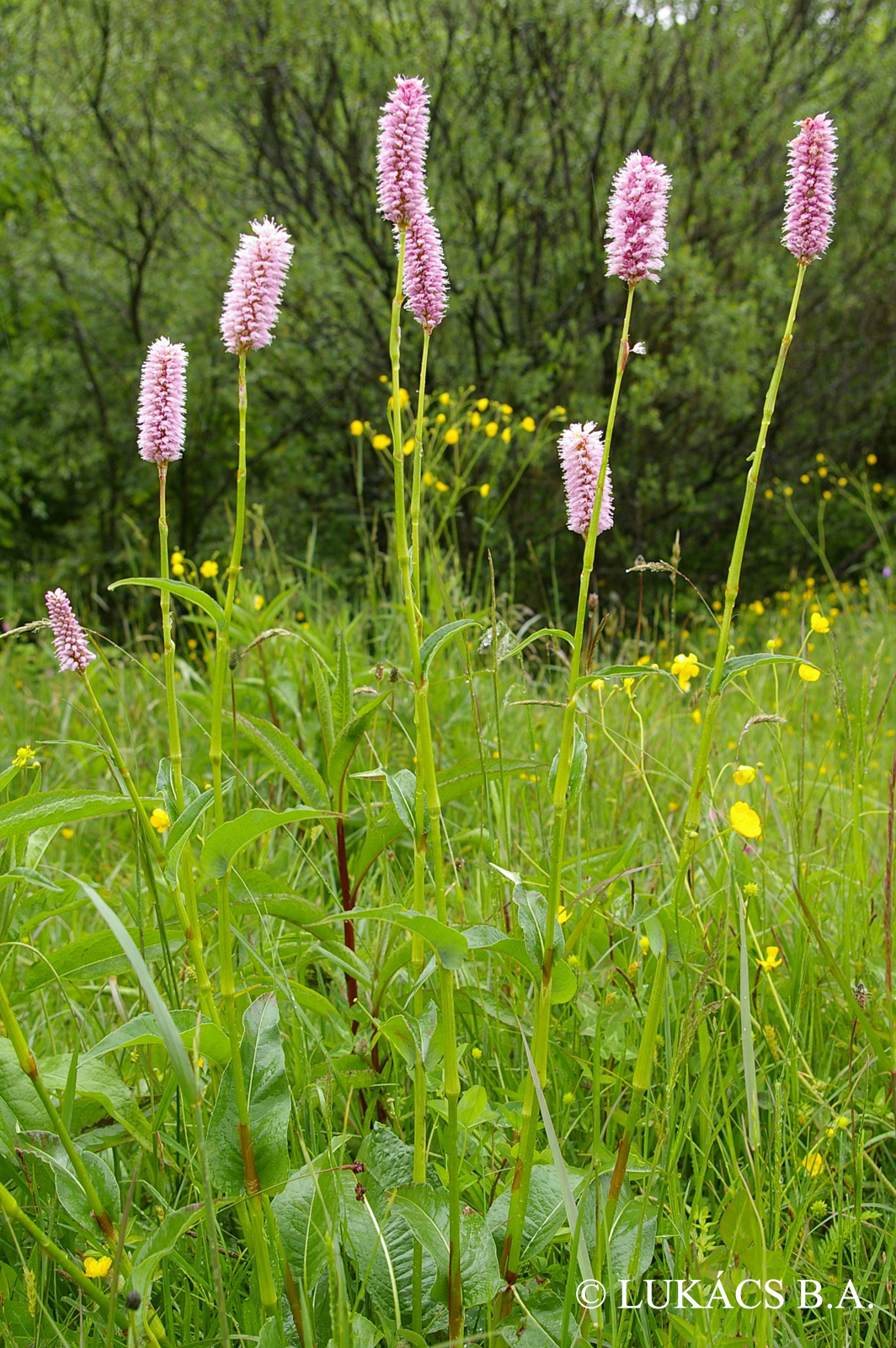 Persicaria bistorta (L.) Samp.