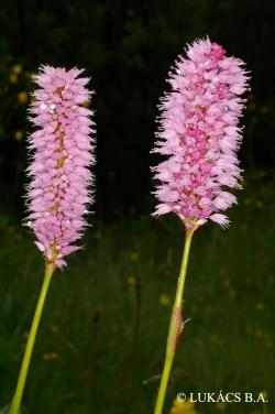 Persicaria bistorta (L.) Samp. 2.Image