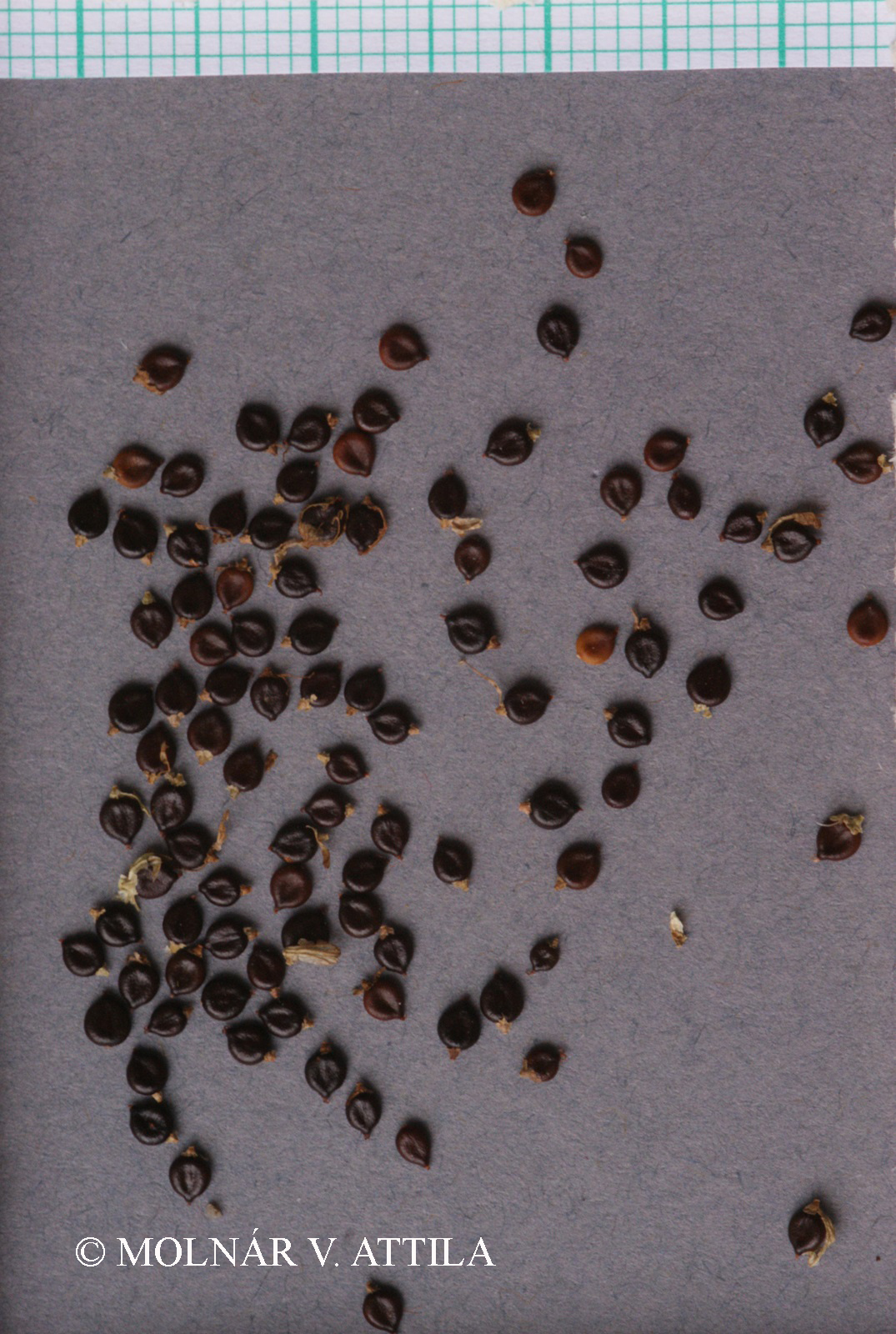 Persicaria hydropiper (L.) Delarbre