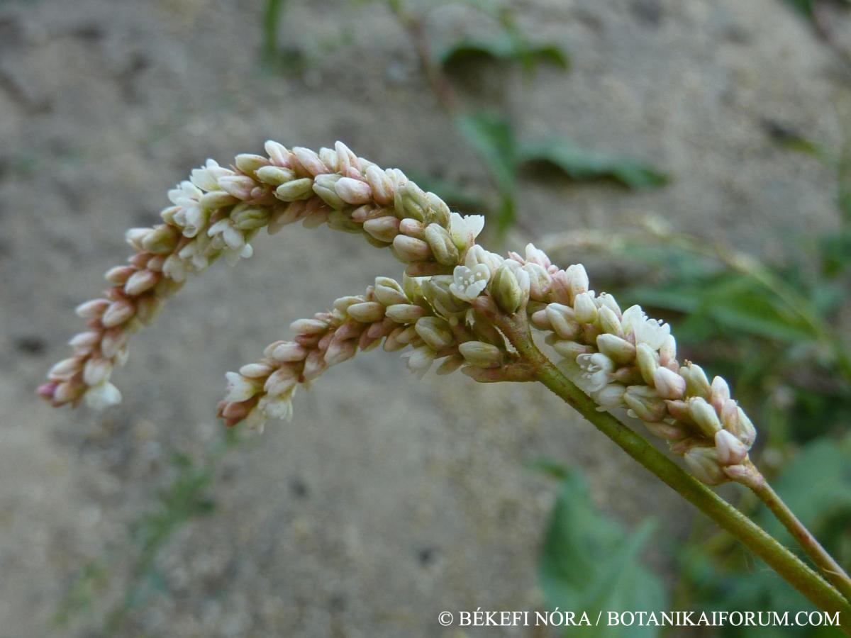 Persicaria lapathifolia (L.) Delarbre