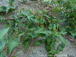 Persicaria lapathifolia (L.) Delarbre 2.Image