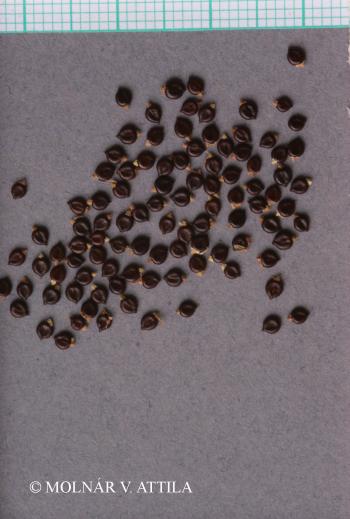 Persicaria lapathifolia (L.) Delarbre 3.Image