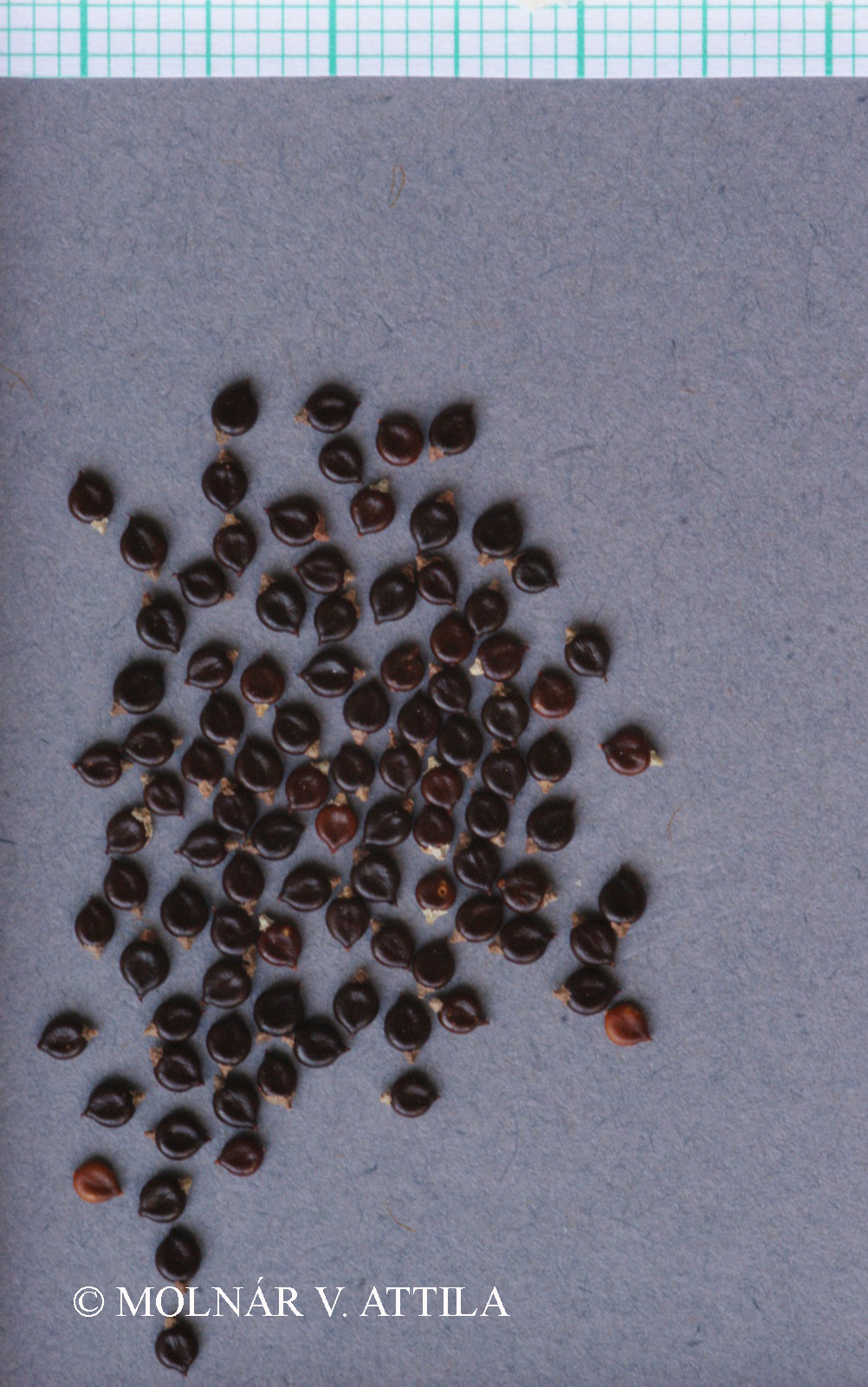 Persicaria maculosa S.F. Gray