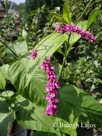 Persicaria orientalis (L.) Gray 2.Image