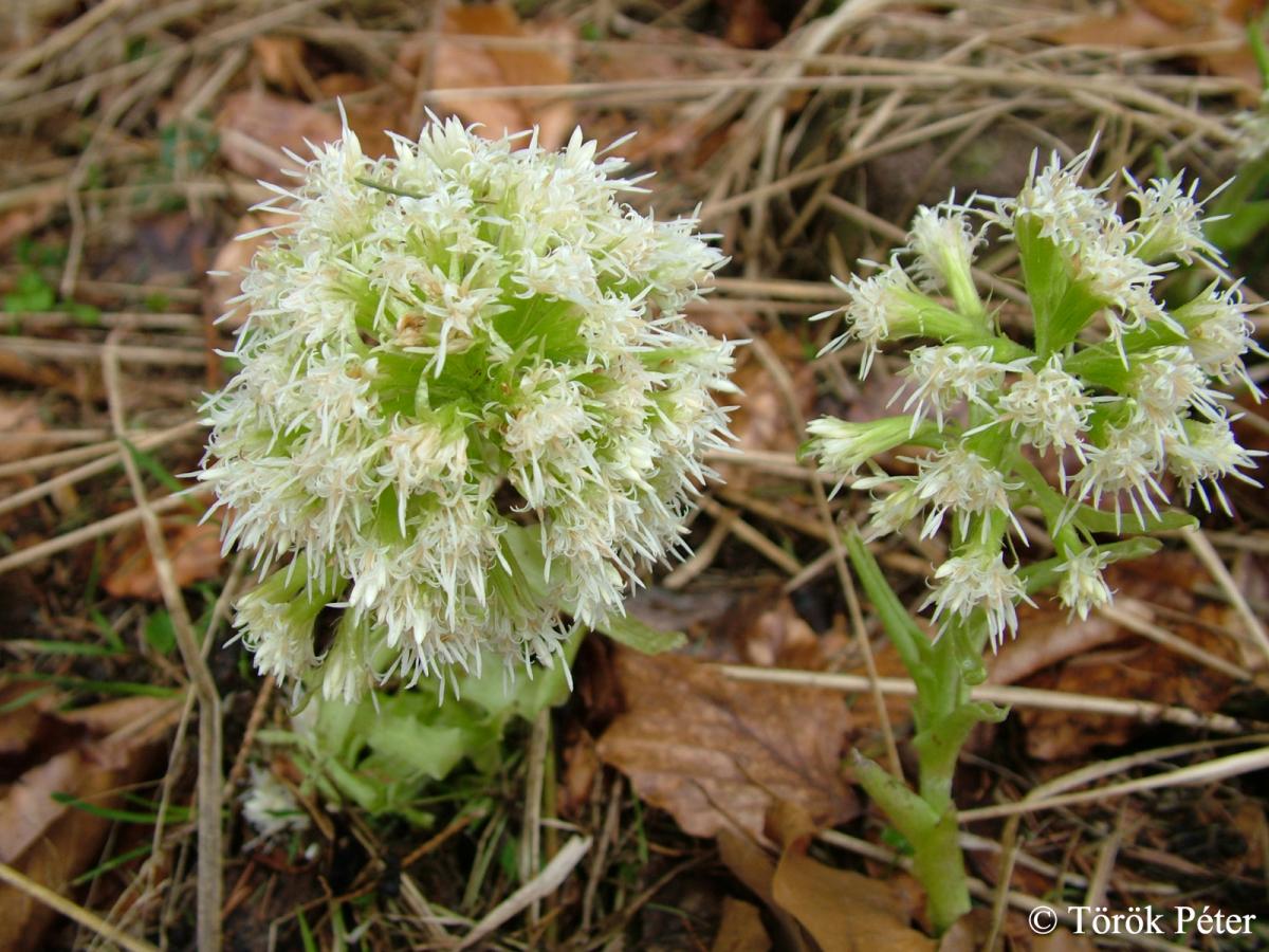 Petasites albus (L.) Gaertn.