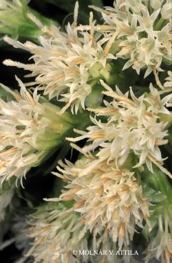 Petasites albus (L.) Gaertn. 2.Kép