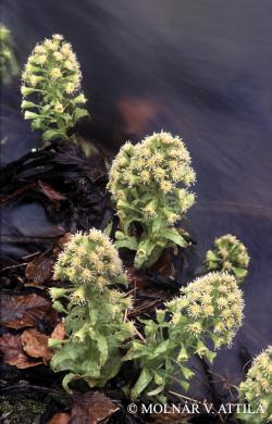 Petasites albus (L.) Gaertn. 3.Kép