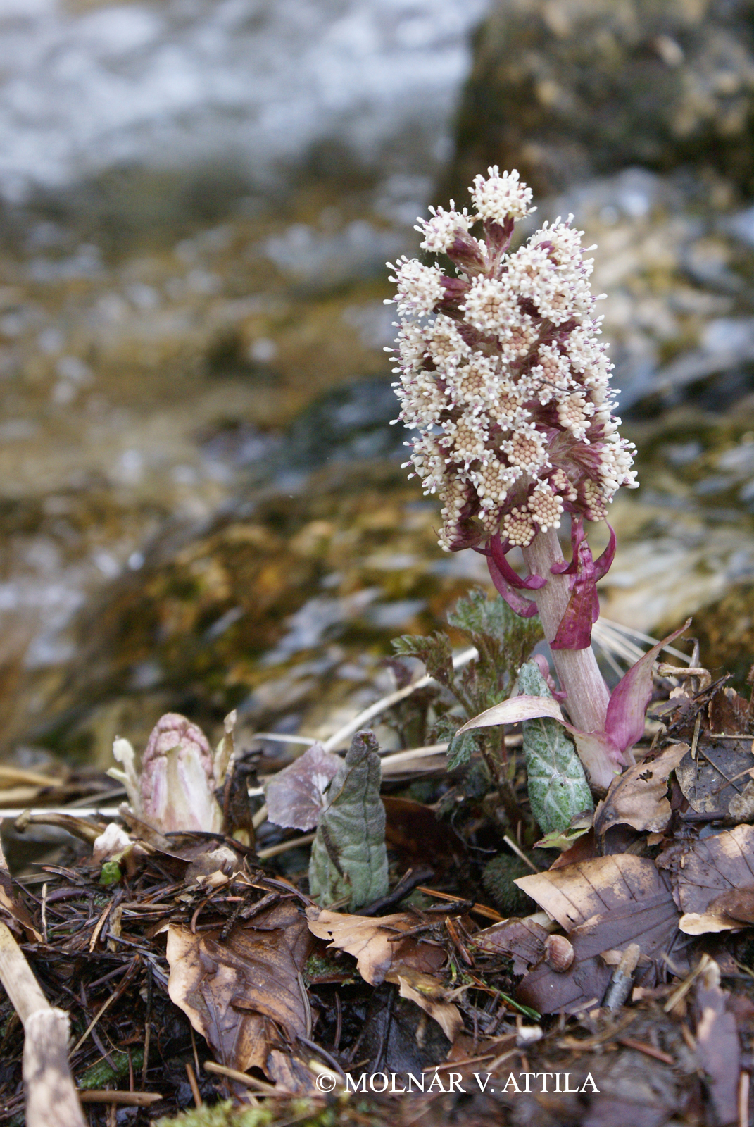 Petasites hybridus (L.) G. Gaertn., B. Mey. et Scherb.