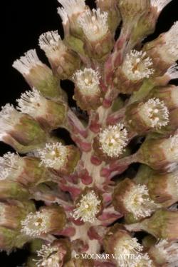 Petasites hybridus (L.) G. Gaertn., B. Mey. et Scherb. 2.Image