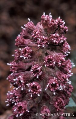 Petasites hybridus (L.) G. Gaertn., B. Mey. et Scherb. 3.Image