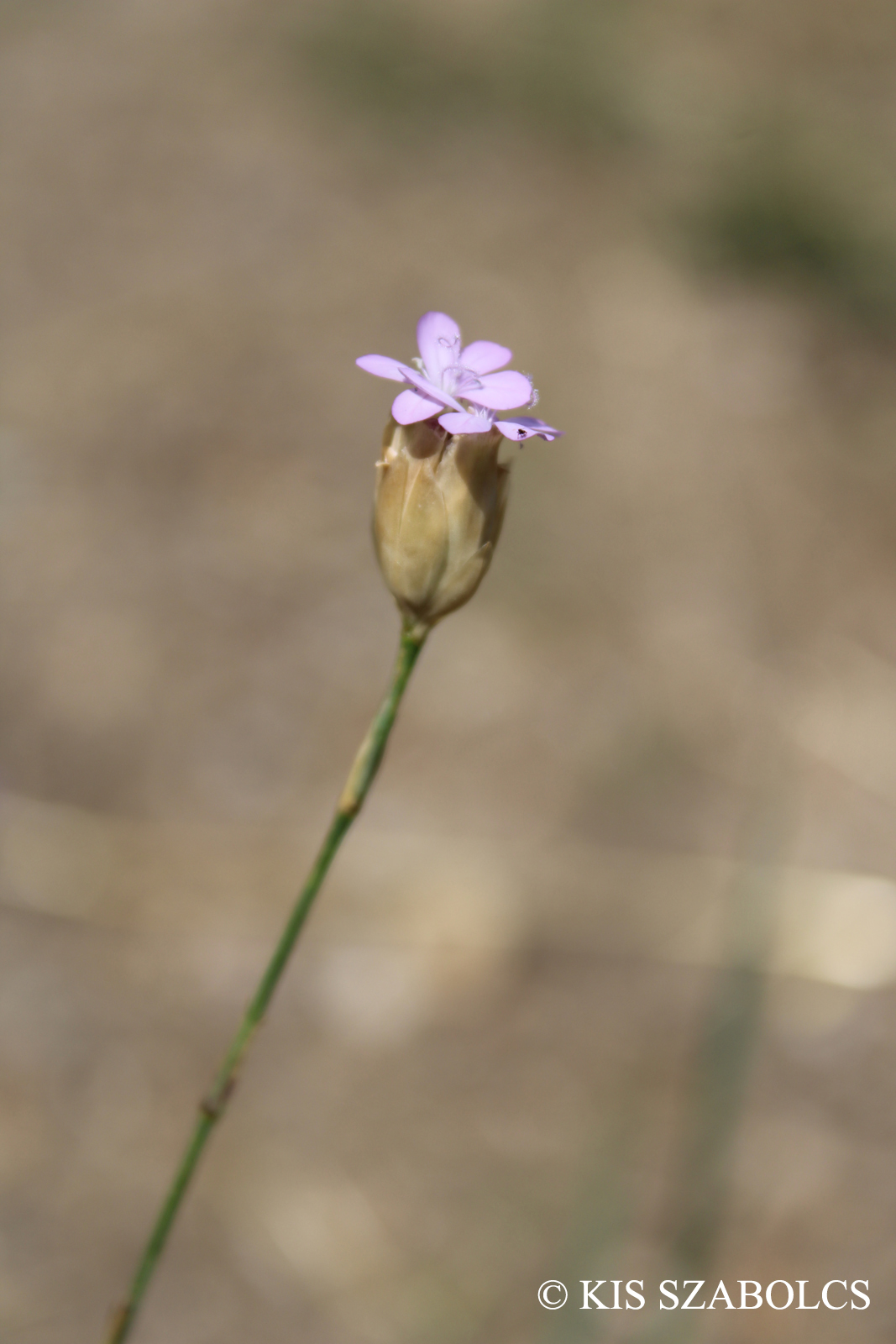 Petrorhagia prolifera (L.) P.W. Ball et Heywood