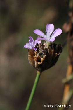 Petrorhagia prolifera (L.) P.W. Ball et Heywood 2.Image