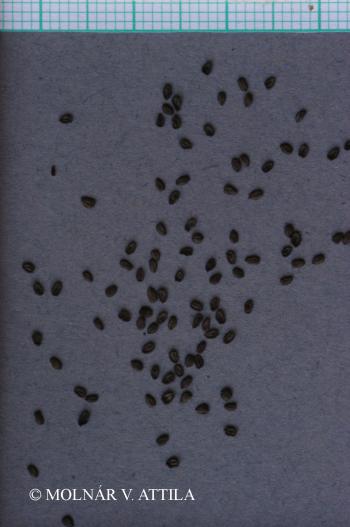 Petrorhagia prolifera (L.) P.W. Ball et Heywood 3.Image