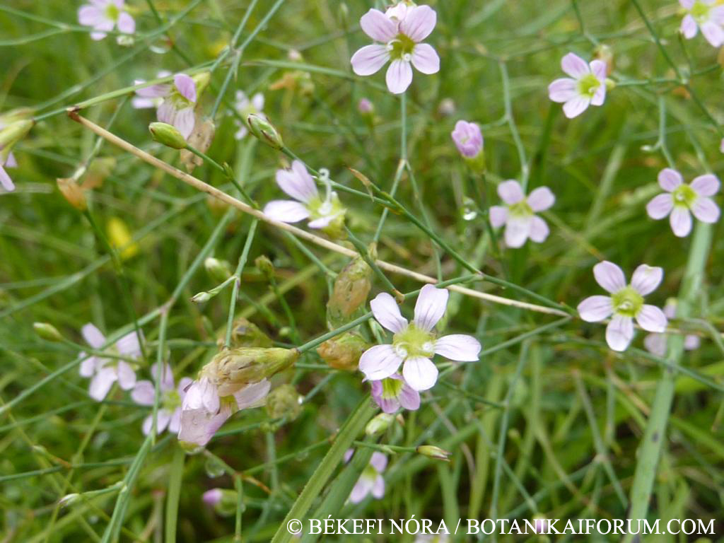Petrorhagia saxifraga (L.) Link