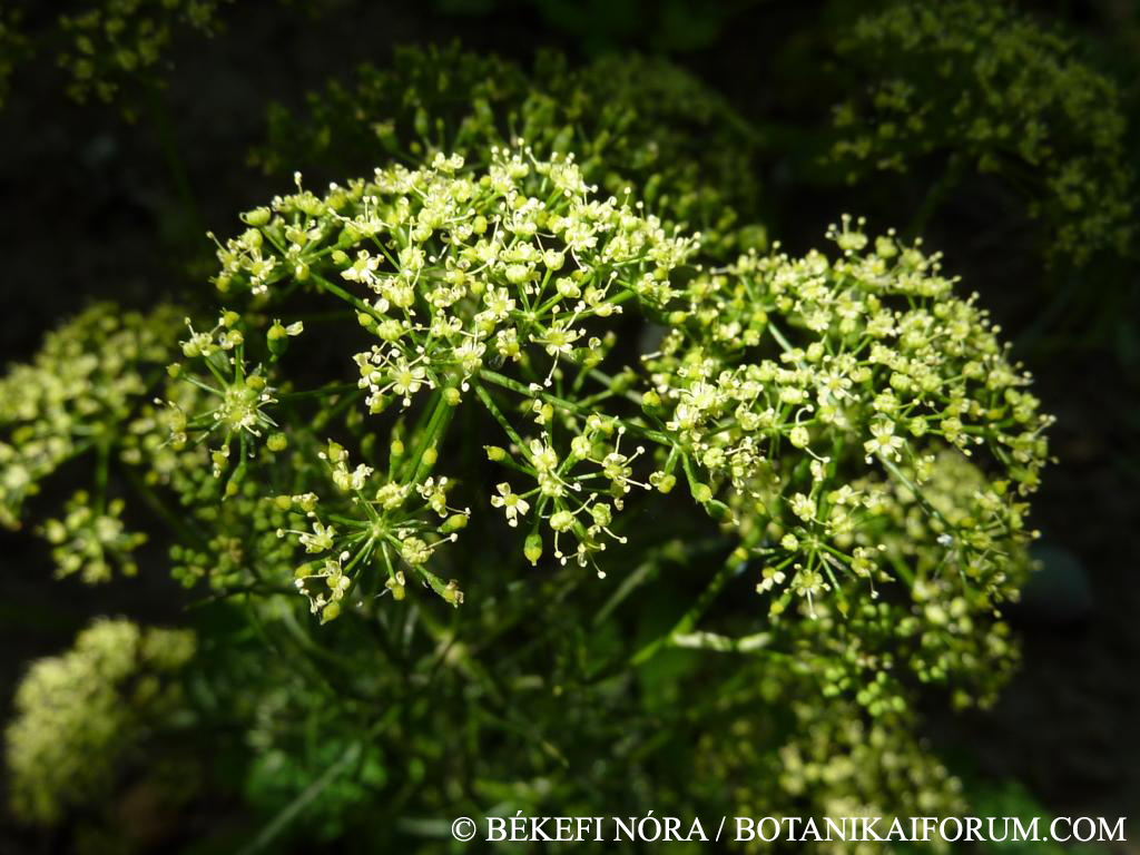 Petroselinum crispum (Mill.) A.W. Hill