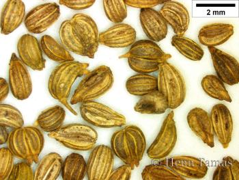 Petroselinum crispum (Mill.) A.W. Hill 2.Kép