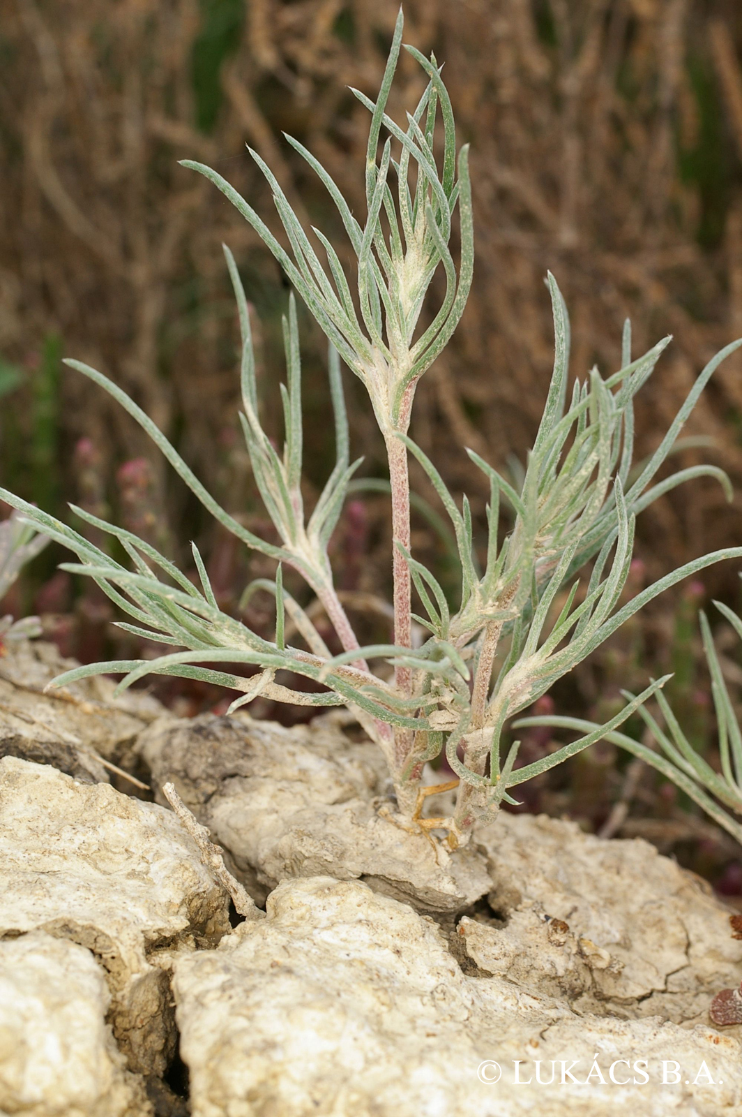 Petrosimonia triandra (Pall.) Rech.