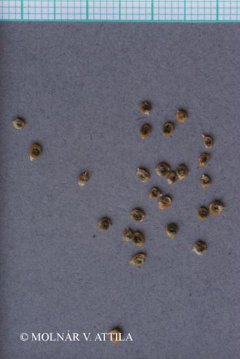 Petrosimonia triandra (Pall.) Rech. 3.Image