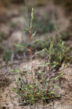 Petrosimonia triandra (Pall.) Rech. 2.Image