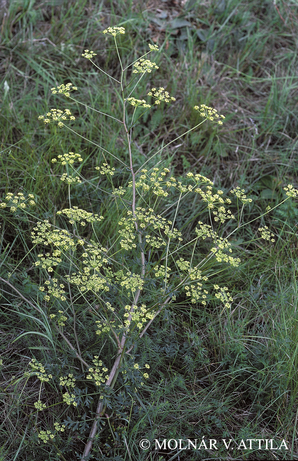 Peucedanum alsaticum L.