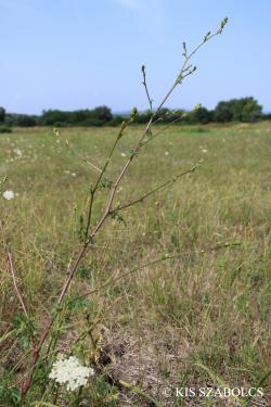 Peucedanum alsaticum L. 2.Kép