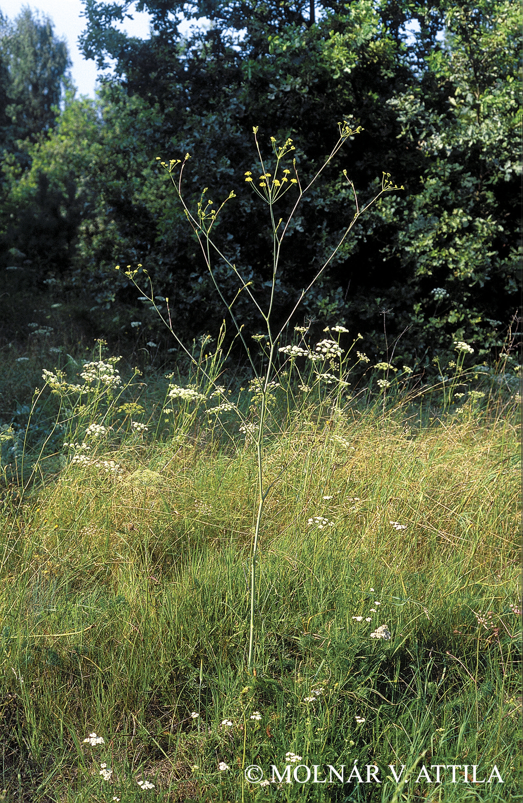 Peucedanum arenarium Waldst. et Kit.